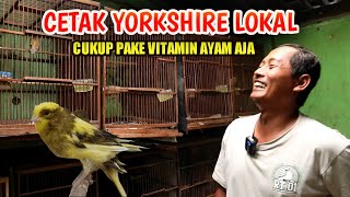 Cetak Kenari Yorkshire Lokal Cukup Dengan Vitamin Ayam dan Bumbu Dapur