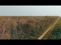 wheat field to your table the journey of harvesting. ready for harvesting