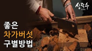 좋은차가버섯구별방법 상락수차가버섯