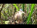 The Chicks Just Hatch And Also Know How To Eat