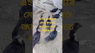 ঘরে পালা চিনা হাঁস🦆#youtubeshort #shorts #short #allainastastyrecipe #plz_subscribe🙏