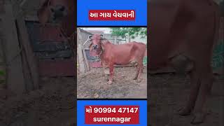 આ ગાય વેચવાની gir cow #bharattharanikankrejcow #cow #kankrejcow #cattlefarm #farming #kankrejcow