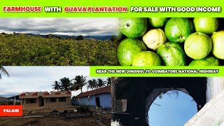 Farm house with guava plantation for sale in Palani area | Contact Nathan vk 9025368382