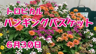 トロピカルなリゾートハンギングバスケット