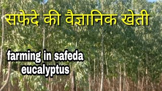 सफेदे की वैज्ञानिक खेती, farming in safeda (eucalyptus) सफेदे की खेती से कैसे कमाए लाखों,krish kheti