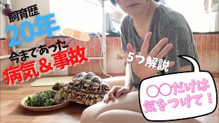 【リクガメ】ヒョウモンガメこれだけは注意してね／飼育歴20年くらい経ちます