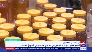 لماذا تقوم مصر بتصدير خلايا النحل بدلا من تصدير العسل في شكله النهائي؟.. رئيس النحالين العرب يجيب