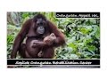 Sepilok Orangutan Rehabilitation Center Sabah Borneo, The Orangutan Appeal UK