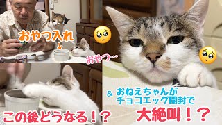 【イタズラの瞬間！】おやつ入れに手をかけたこーちゃん😱この後どうなる！？＆おねえちゃんが大絶叫！？【コナンチョコエッグ開封】