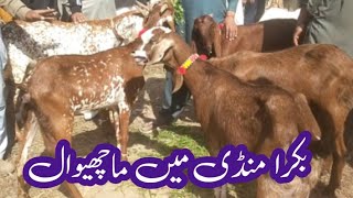 Update Bakra Mandi Machhiwal | Machiwal Bakra mandi | Bakra mandi 2025 | Friday Bakra mandi