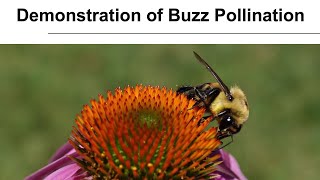 Growing Gardeners: Demonstration of Buzz Pollination