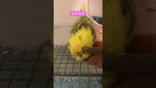 #インコ #カキカキ