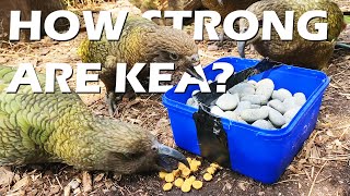 How Strong Are Kea?