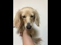 愛犬ぽこの成長記録 カニンヘンダックス　イエローロング