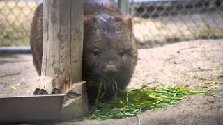 青草を食べるウォンバットのフク(五月山動物園)