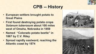 Colorado Potato Beetle