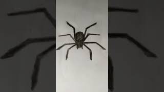 how to draw spider / spider man || #spiderman #spider #shorts #viral