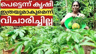 വളം ഇടുന്നത് - പറമ്പിലെ കൃഷി  | Chilli jasmine back yard gardening updates | Malayalam