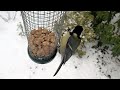 vogels in de tuin in de winter van dichtbij