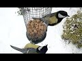 vogels in de tuin in de winter van dichtbij