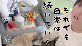 【ご報告】老犬の区切りとその後も続いていく私たちの暮らしの綴り