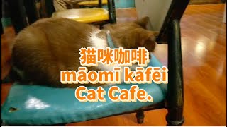 猫咪咖啡 Cat Cafe