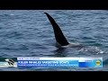 3 boats sunk after apparent coordinated orca attacks