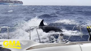 3 boats sunk after apparent coordinated orca attacks