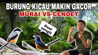 BURUNG MURAI DAN CENDET AKU JADI MAKIN GACOR ‼️