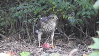 Sperwer/Sparrowhawk with prey.