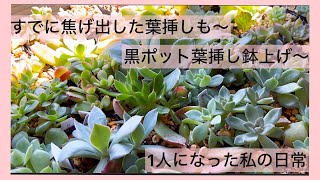 [多肉植物]黒ポット葉挿し鉢上げ〜ベランダ葉挿しゾーンもすでに焦げ出した…^_^1人になった私の戯言