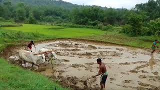 ହଳ ଚାଷ କରାଯା#Farming ,Agriclochr#Allvolgvideo\u0026 ଚାଷୀ ମାନଙ୍କ ପାଇଁ