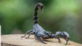 black Scorpion | कोकणातील अस्सल इंगळी | चावली ना की संपलाच विषय