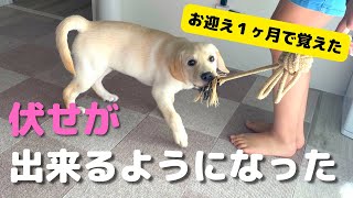 暴れ犬がとうとう【伏せ】を覚えた！！お迎えから１ヶ月 ラブラドールレトリバー パピー まったり動画 虎丸の日常