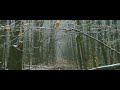 asmr snowfall sounds in a forest birdsong for relaxation u0026 sleep falling snow 2 anamorphic