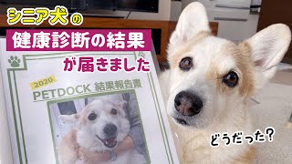 シニア犬の健康診断結果で飼主が一番驚いたことは…！？【コーギー】