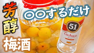 【芳醇】まろやか梅酒の作り方｜たった〇〇するだけで長期間漬け込んだような丸い飲み口になる、おすすめのリカーも教えちゃいます！カサーシャでつくる完熟風味の自家製梅酒　レシピのうんちく#2