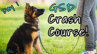 German Shepherd Puppy SURVIVAL GUIDE! - Everything You Need to Know to get Through the First Days