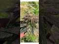 2023 Gush Mints Outdoor Weed Grow 3 of 3