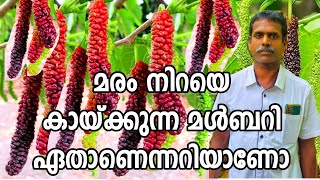 മരം നിറയെ കായ്ക്കുന്ന മൾബറി ഏതാണെന്നറിയാണോMulberry fruit|Exotic fruits| Brazilian Mulberry tree