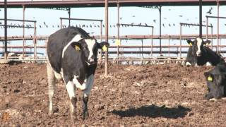 Delta Smelt & Undocumented Farm Workers: How Federal Policy Is Failing CA's Central Valley