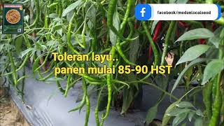 BIBITCABAI ATENG F1 Cabai Merah Keriting Hibrida #medanlocalseed