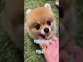 合わせ技どう？😳　 pomeranian ポメラニアン きなこ 小型犬 dog shorts 芸 あごのせ कुत्ता विभिन्न