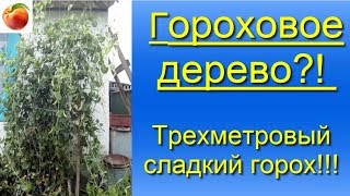 Горох Гороховое дерево Супер  горох  высотой 3 метра Super peas 3 meters