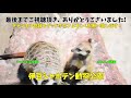 【動物の赤ちゃん】はじめてのダッシュがかわいくて癒されるエミュー兄妹！