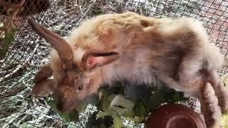 முயல் வகைகள் Types of Rabbit in Tamil Nadu