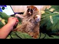 this cute little animal can actually kill you slow loris