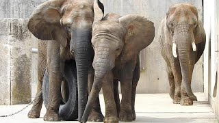 【世界ゾウの日】日本で唯一見られるアフリカゾウ家族♡とべ動物園