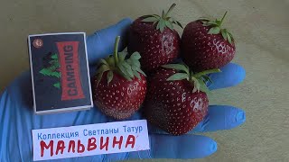 МАЛЬВИНА - самый поздний сорт клубники из всех известных.....