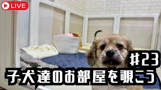 【犬７頭と暮らすおっさん】「子犬部屋垂れ流し配信23」現在ご家族募集中の子達は→ワイヤーダックス、ブラックイエローの男の子【miniature dachshund】